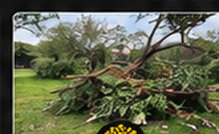 Branches and yard debris